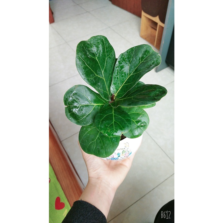 Cây bàng singapore mini