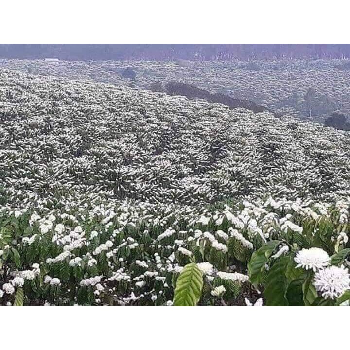 MÃ GIẢM GIÁ 30K Cafe robusta nguyên chất rang mộc túi 250g ROBUSTA | BigBuy360 - bigbuy360.vn