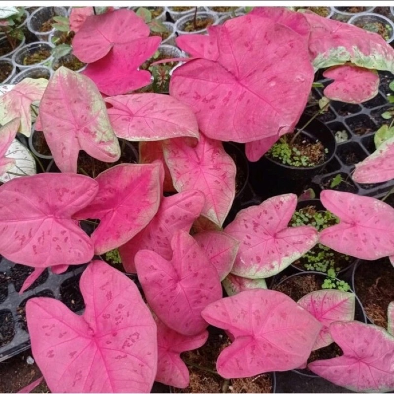 Cây sexy pink cây mini (5 cây)