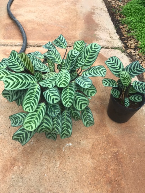 Chậu cứng Chậu đuôi công Bruble Marxii - chậu to