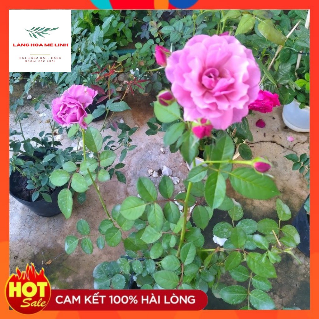 Hoa Hồng Ngoại Aoi Rose [MÀU TÍM ] Cuốn hút-  Bạn sẽ mê mẩn khi ngắm loài hoa này.