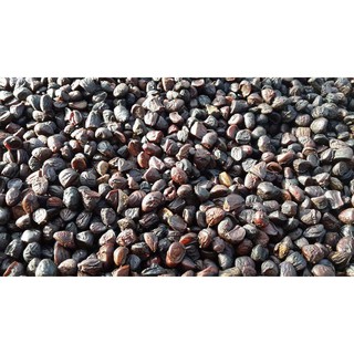 Hạt dổi rừng 100g