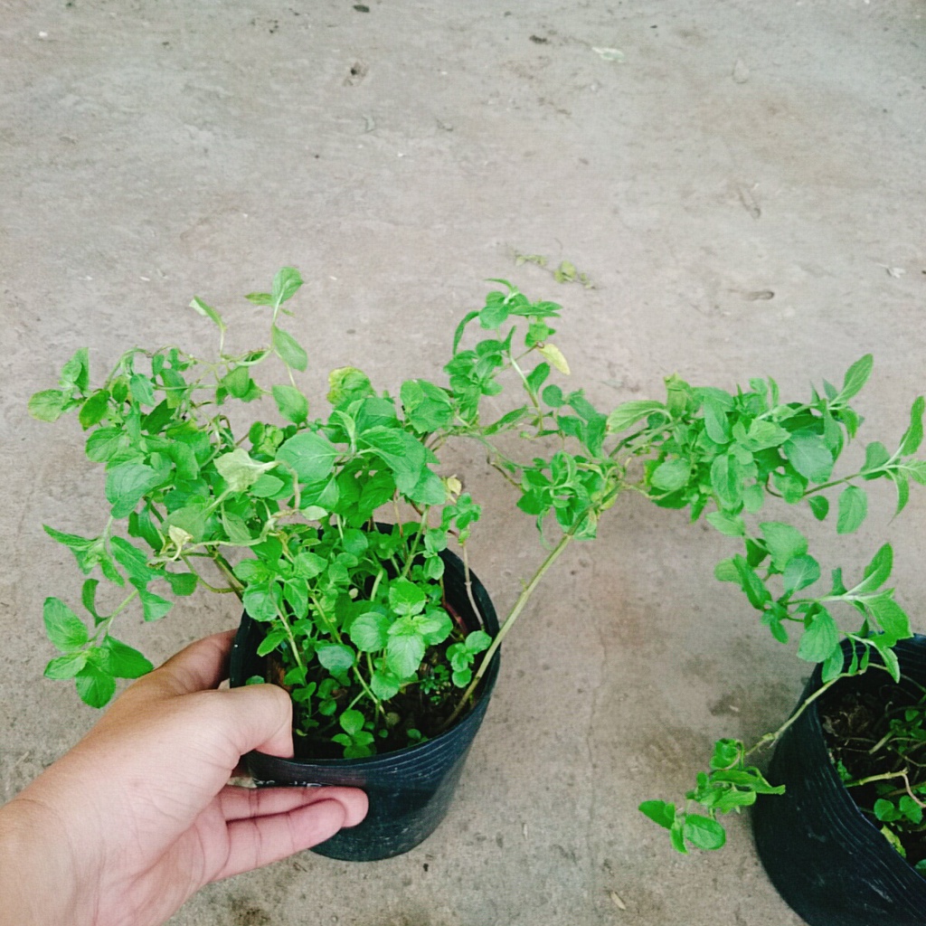 Cây bạc hà chocolate mint