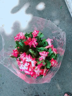 Chậu Hoa Quỳnh Size Đại