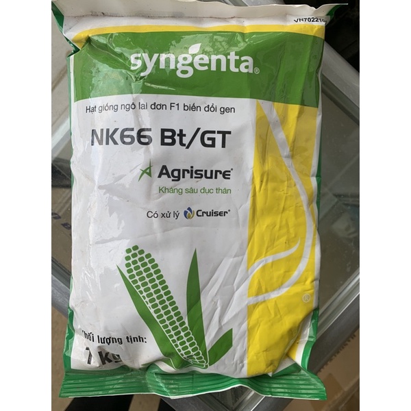 Hạt giống ngô NK66-Biến Đổi Gen-gói 1kg