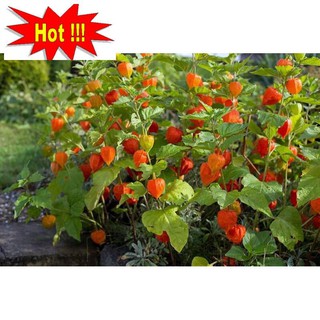 Hạt giống Anh đào đất, cây Thù dù, cây Tầm bóp (100 hạt)