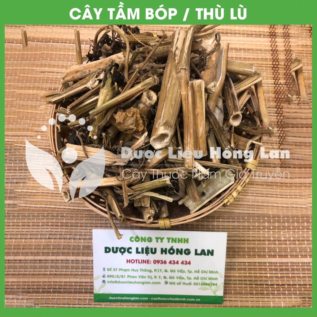 Thảo dược CÂY TẦM BÓP (THÙ LÙ) khô sạch đóng gói 500gram - congtyduoclieuhonglan