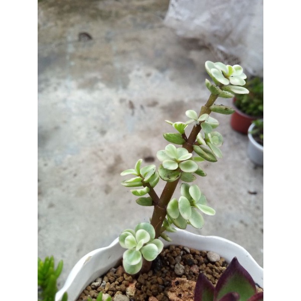 Sen đá đô la trắng size bầu (2 nhánh)