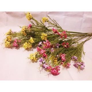 Hoa Thanh Liễu (Hoa vải)