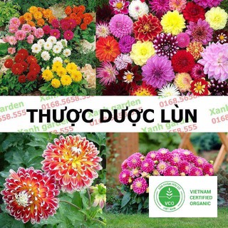 50 Hạt giống Thược dược lùn (tặng gói Kích nẩy mầm và Hướng dẫn) THUTHUY