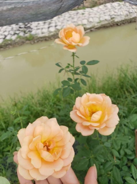 Hồng leo ngoại Lady of Shalott
