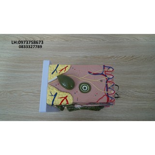 Mô hình cấu tạo các lớp da