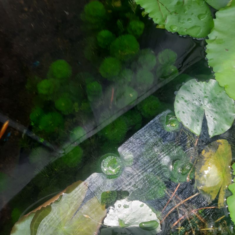 1KG 100k.mấy trăm ngọn.Rong La Hán Xanh - Cây Thuỷ Sinh
