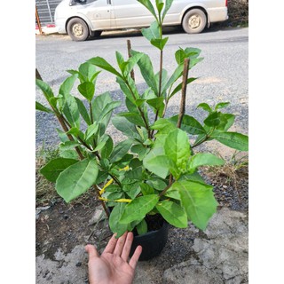 Cây thanh điệp (cánh tiên)