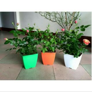 chậu vuông sắc màu 16cm giá tốt