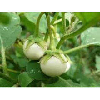 50 hạt giống quả cà pháo trắng