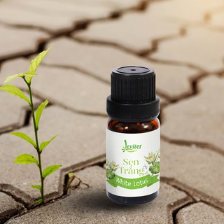 Tinh Dầu Leviter Sen Trắng 10ml làm xà phòng, nến thơm, khử mùi hôi phòng, giúp giảm stress