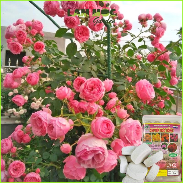 Phân Bón Hoa Hồng - Vỉ 24 Viên Bỏ Vào Góc