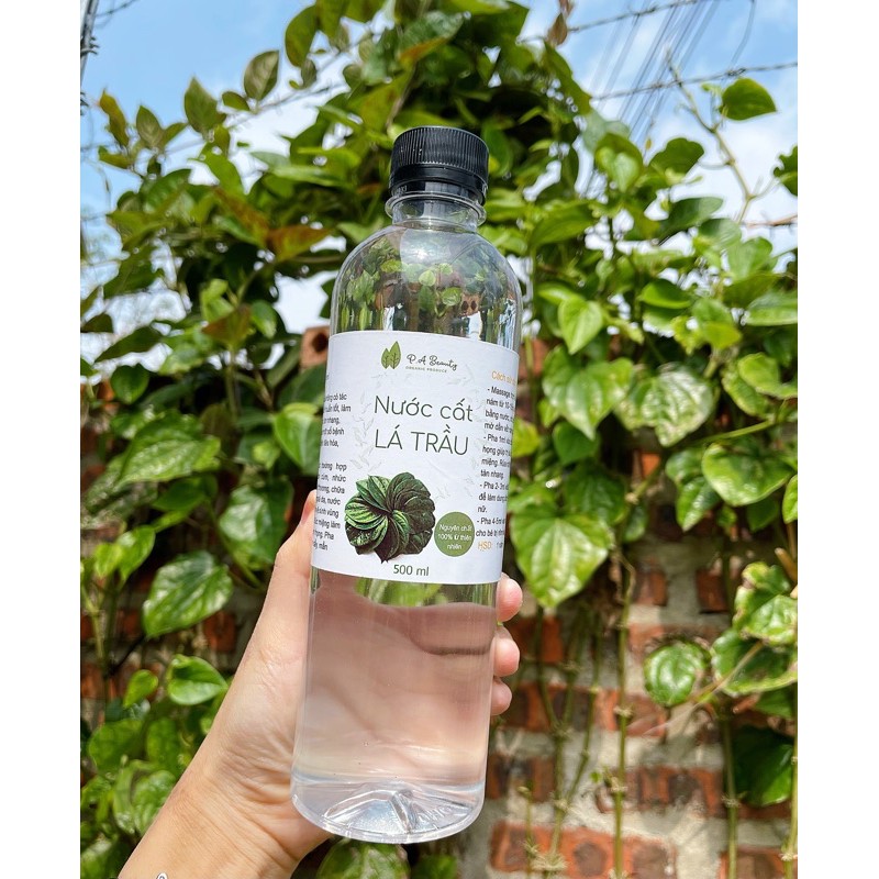 Nước cất lá trầu không 500ml