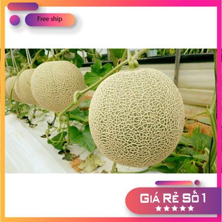 Hạt giống Dưa lưới F1 (Ruột cam, Siêu ngọt)
