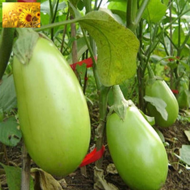 Hạt Giống Cà Xanh Tròn Qủa To (150 Hạt) - Dễ Trồng, Năng Suất Cao - MUA 3 TẶNG 1 CÙNG LOẠI