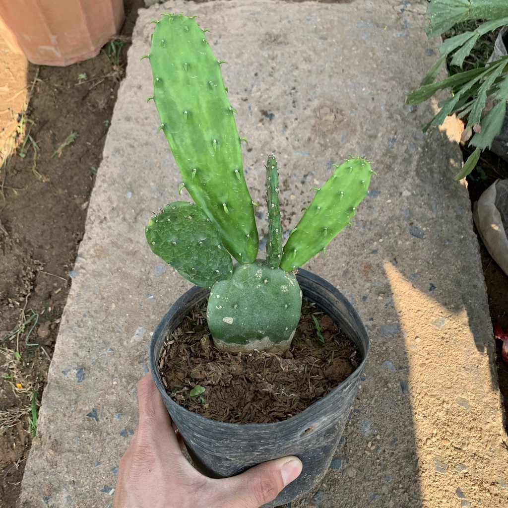 Cây xương rồng tai thỏ cao 15-20cm, cây phong thủy để bàn nội thất mang đến may mắn và thanh lọc không khí