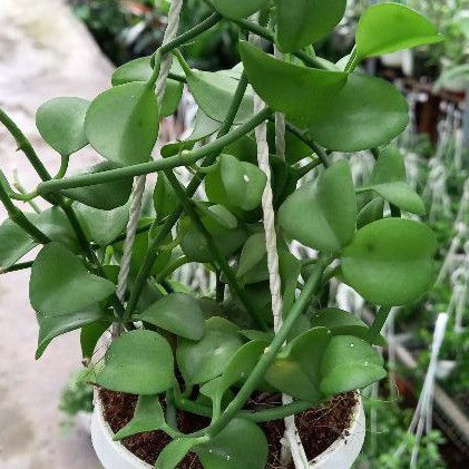 Cây Lan Đôla lá lớn
