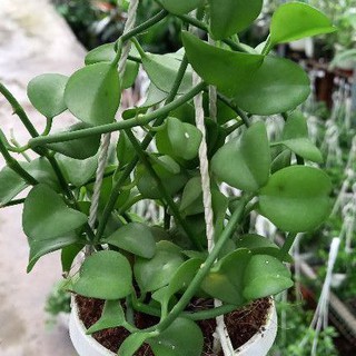 Cây Lan Đôla lá lớn