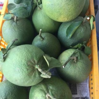4hộp MỨT BƯỞI