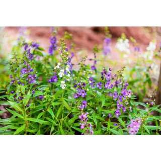 Hạt Giống Hoa Ngọc Hân - Hoa Bâng Khuâng 10 Hạt