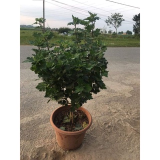 Cúc cổ sơn la hoa đẹp bền cây