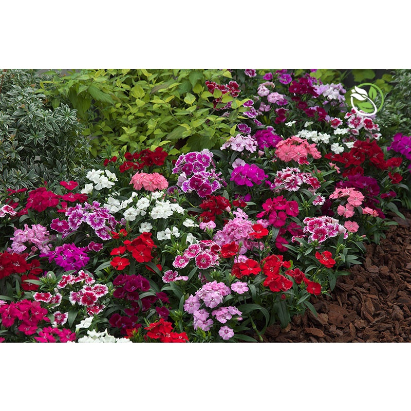 Hạt Giống Hoa Cẩm Chướng Nhiều Màu Phú Nông - Gói 10 hạt - Dianthus Full Mix
