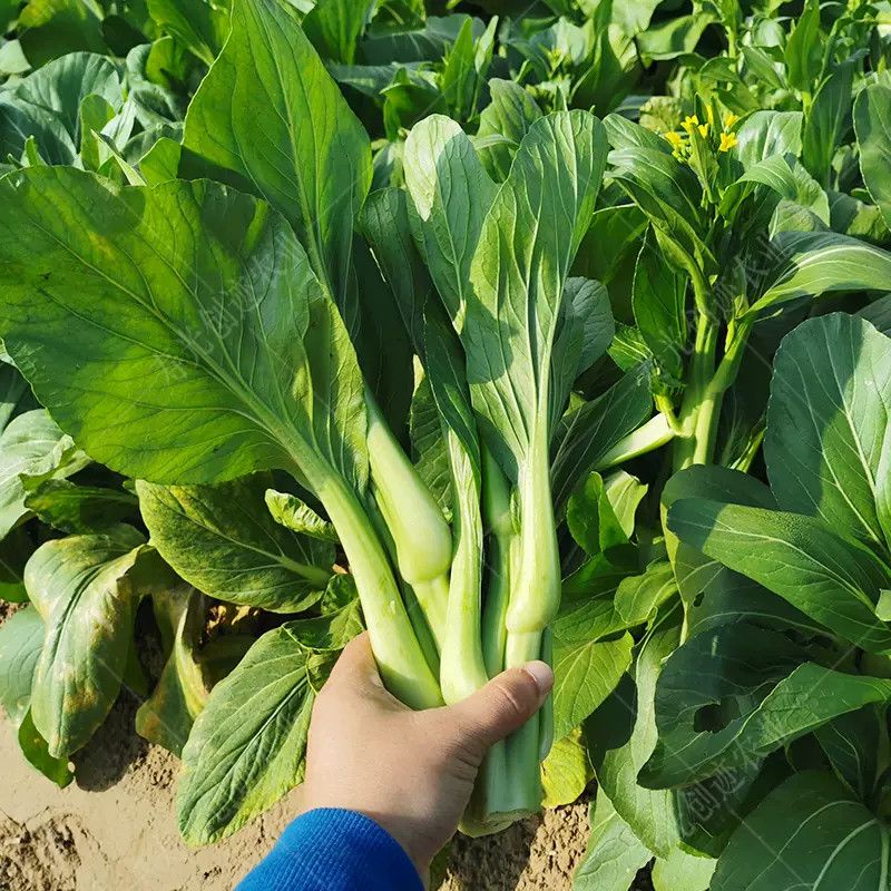 3000 HẠT GIỐNG CẢI NGỒNG SIÊU NGỌN