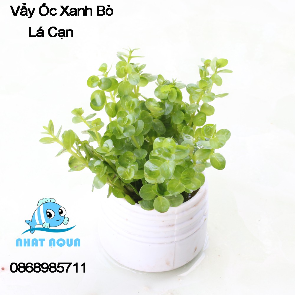 Cây thủy sinh vẩy ốc xanh Bò Hà Cối