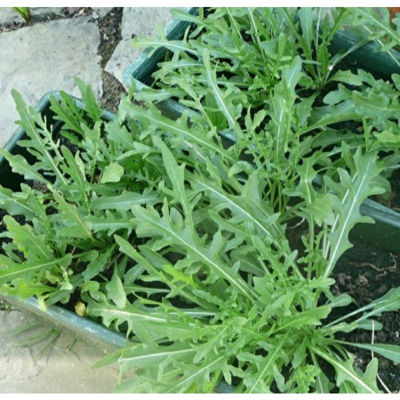 Hạt giống rau thơm Wild Rocket