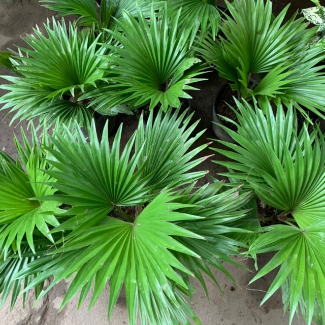 Cây Cọ Nhật