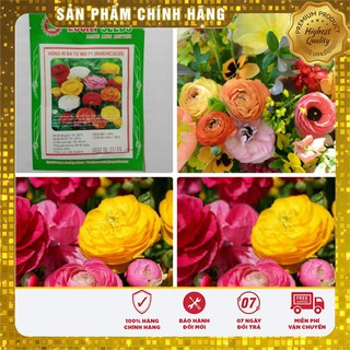 HGH Mao lương( Hồng ri ba tư)