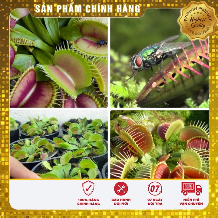 Hạt Giống Cây Bắt Côn Trùng - 5 hạt