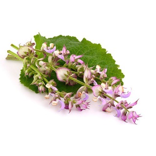 Hạt giống Cây xô thơm đất sét 50h