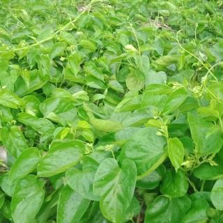 Cây giống hoa thiên lý