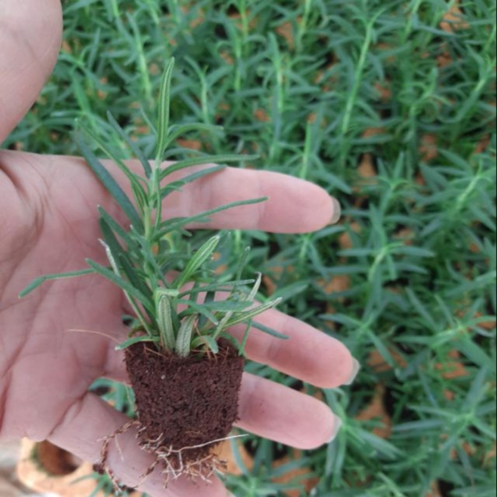 Hạt Giống Cây Hương Thảo Rosemari 230 Rạng Đông Trồng Quanh Năm - Gói 0.03g.(HRD-085)