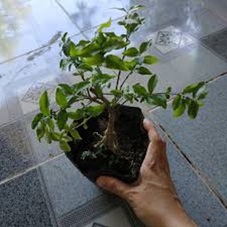 bầu cây giống Hồng ngọc mai bonsai , cây giống gửi đi nguyên bầu