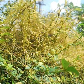 Dây tơ hồng 1kg