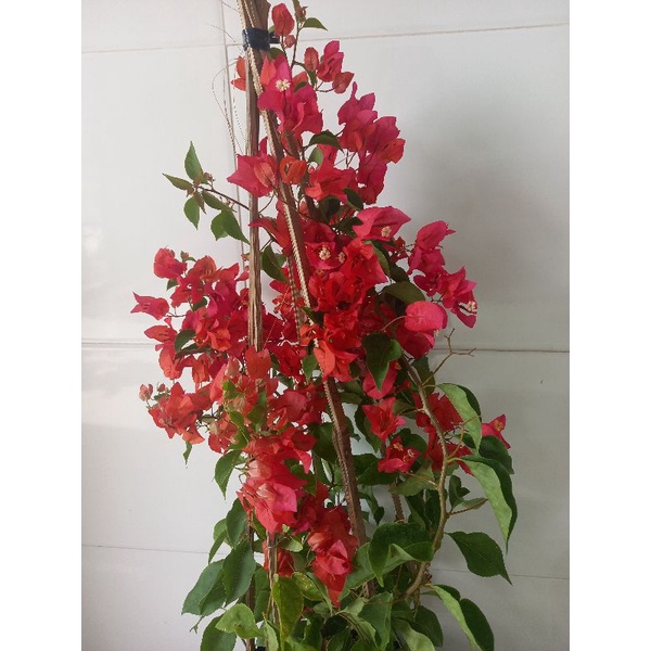 Cây hoa giấy đỏ thái siêu hoa