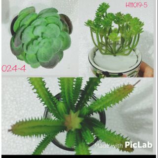 Combo 03 chậu xương rồng nhân tạo
