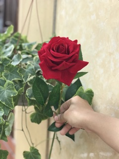Hoa Lụa Cao Cấp Hồng Nhung to đại
