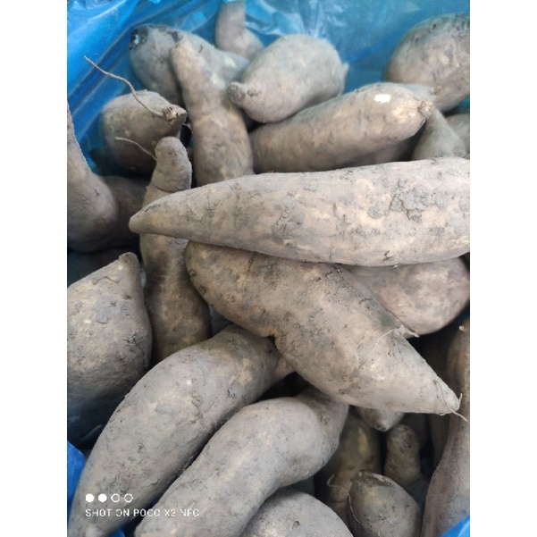 1kg khoai lang trắng/sữa/tím/đỏ loại 1 củ vừa nấu