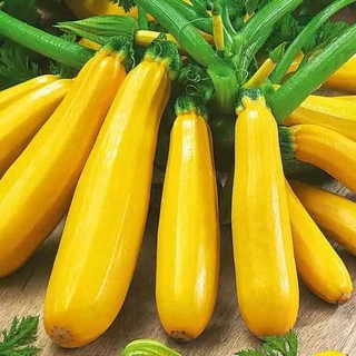 Hạt giống bí ngòi vàng Mỹ quả dài VTS14 | Vạn Tín Store