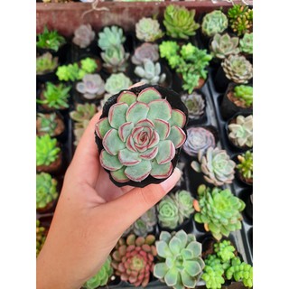 Sen đá Viền Hồng