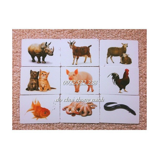 [Thanh lý nghỉ bán] 136 thẻ to FLASH CARD chống lóa Thế giới xung quanh 16 chủ đề - 136 thẻ  song ngữ